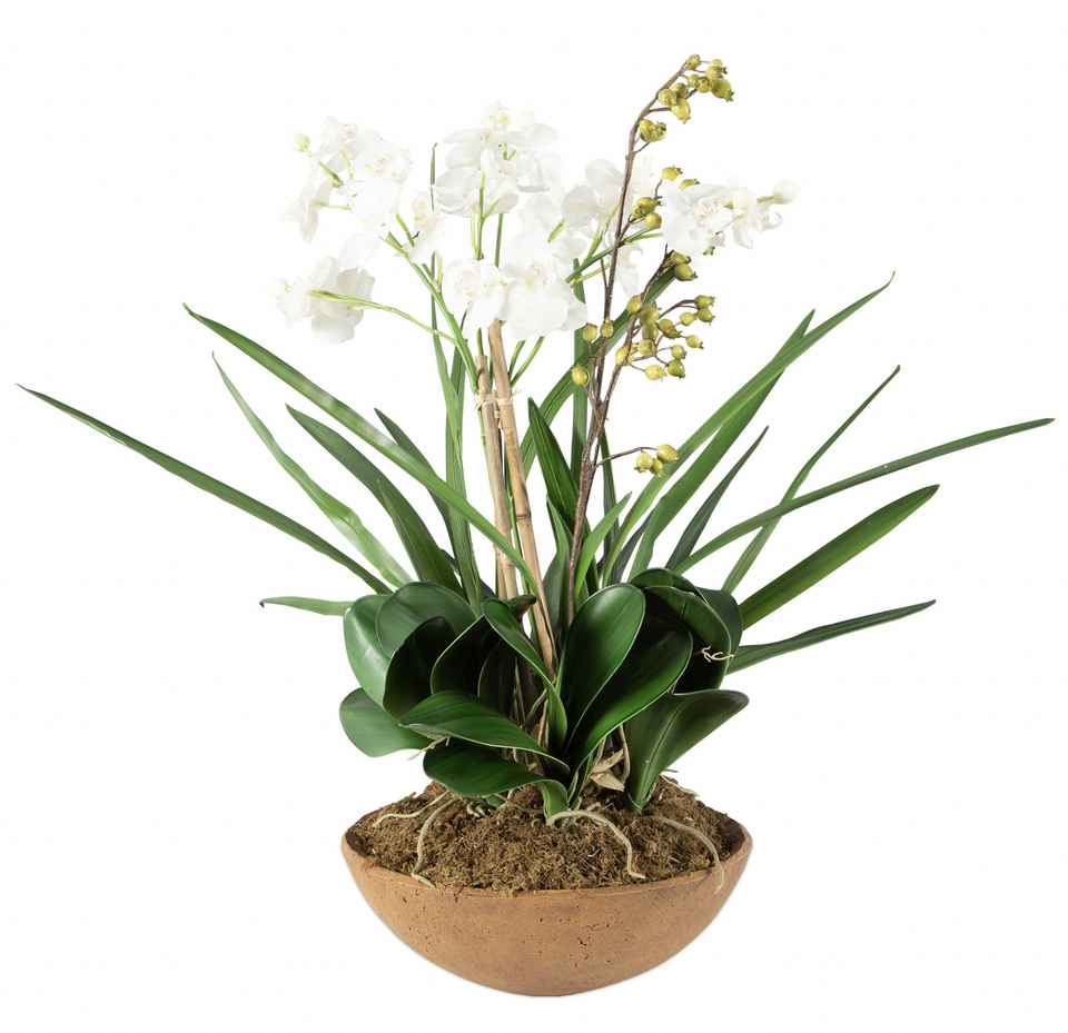 WLD ORCHID PLANTER